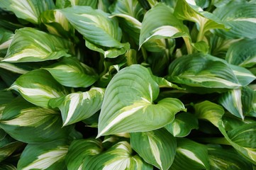 Naklejka na ściany i meble Green and white leaves of hosta plants