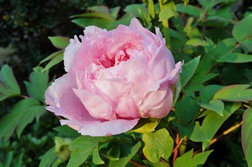 Pink tree peony flower bush in full bloom