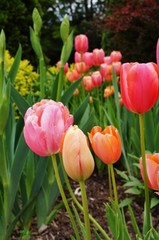 Salmon, orange and red tulip flowers in the spring