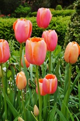 Salmon, orange and red tulip flowers in the spring