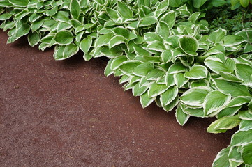Border of green hosta plants in the shade garden