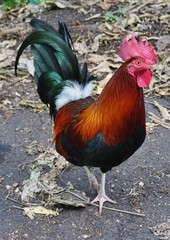 Colorful rooster crossing the road