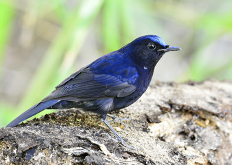 The white-tailed robin (Cinclidium leucurum), the beautiful dark