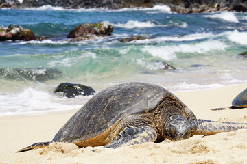 Wild Honu giant Hawaiian green sea turtles at Hookipa Beach Park, Maui