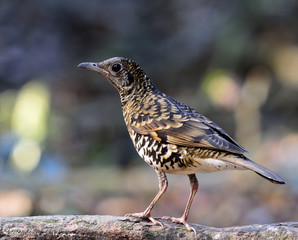 White thrush (zoothera aurea) or Scaly thrush (zoothera dauma) t