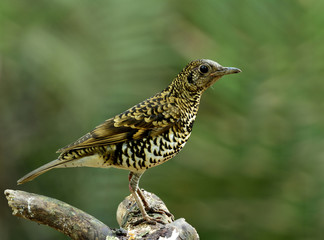 Fototapeta premium White thrush (zoothera aurea) or Scaly thrush (zoothera dauma) t