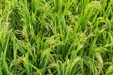 Green rice field on a day.