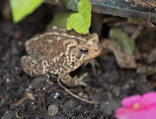 Eastern American Toad in Garden with Focus on Eye