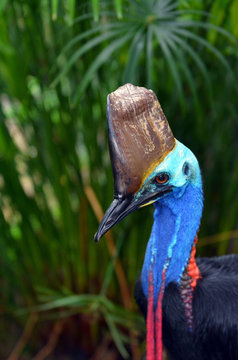 Southern cassowary head against tropical foliage background