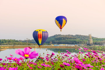 Colorful hot-air balloons flying over cosmos flowers at sunset