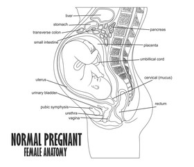 Normal Pregnant female anatomy