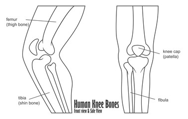 Human knee bones front and side view anatomy