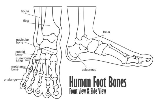 Human foot bones front and side view anatomy