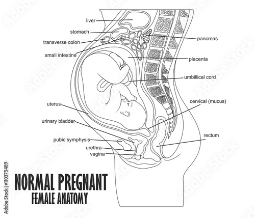 "Normal Pregnant female anatomy" Stock image and royalty-free vector