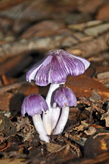 Clump of purple Humidicutis toadstools growing on the rainforest floor