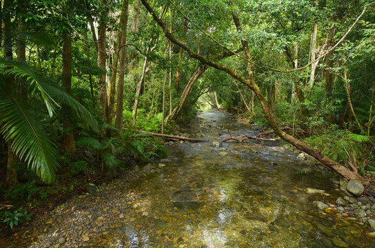 Landscape of a wild stream in Daintree National Park Queensland