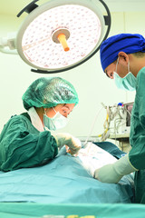 two veterinarian surgeons in operating room