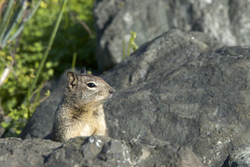 Naklejka na ściany i meble Brown Ground Squirrel in the rocks