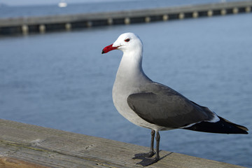 Heermann's gull, full body view on dock