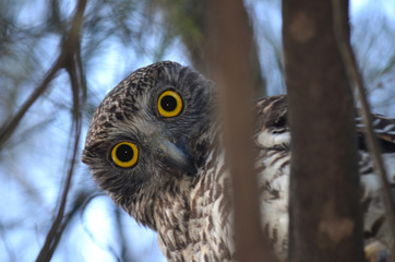 Big yellow curious Australian Powerful Owl (Ninox strenua)