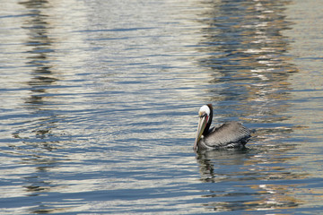 Brown pelican swimming hunting for fish