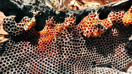 Natural bush honeycomb from a honey bee hive in a fallen gum tree in the Australian bush