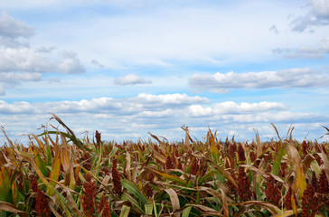 Orange and green field of sorghum growing on a farm under cloudy blues skies, Australia