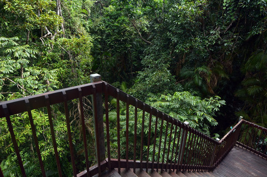 Staircase overlook the canopy of Daintree National Park Queensla