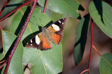 Beautiful butterfly resting with spread wings on a gum tree leaf