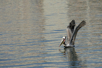 Brown pelican in water starting to take flight