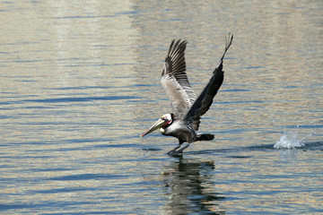 Brown pelican splashing off the water taking flight