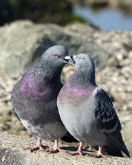 courting pigeons