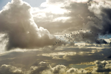 A flock of birds flying through heavenly cloudy skies