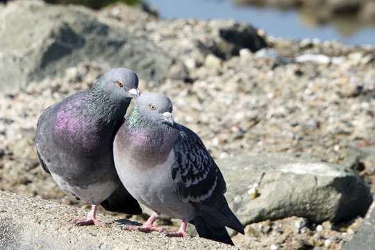 courting pigeons