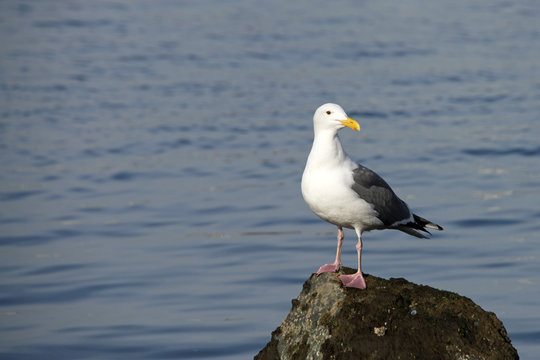 California Gull perched on a rock