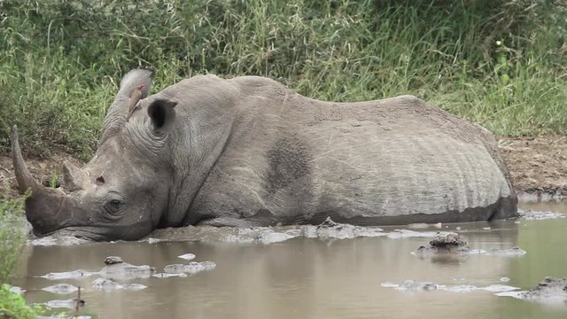 Rhino lying in water, terrapin swims up and pecks at insects on rhino.