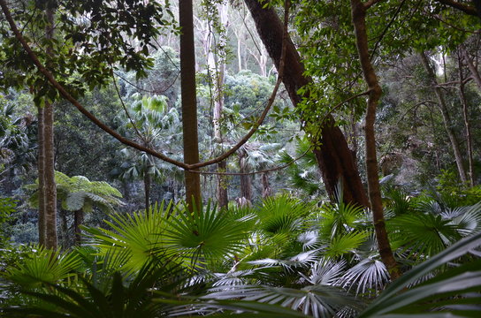 Fototapeta Lush rainforest understory