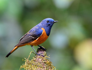 Beautiful bird, Blue-fronted redstart (Phoenicurus frontalis) th
