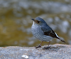 Beautiful bird, Female of plumbeous water redstart (Rhyacornis f