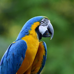 Beautiful Blue and Gold macaw parrot, the beautiful blue and yel