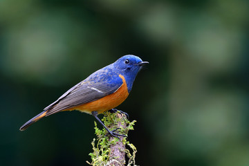 Beautiful blue bird, the Blue-fronted Redstart (Phoenicurus fron