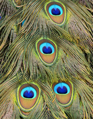 Fototapeta premium Blue spot in the velvet gold background of Green Peacock bird's