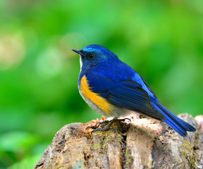 Fototapeta premium Close up of Male of Himalayan Bluetail (tarsiger rufilatus) the