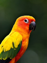 Close up of Sun Cornure, the beautiful yellow parrot bird with v