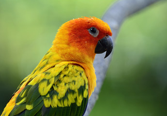 Close up of Sun parakeet or sun conure (Aratinga solstitialis) t