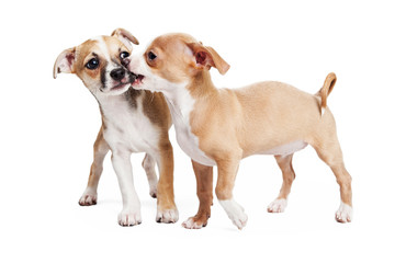 Puppy Play Biting Other Dog