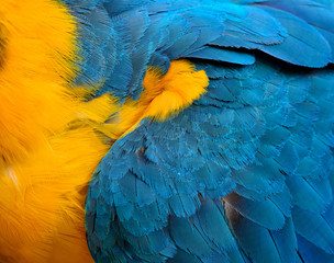 Exotic texture of Blue and Gold Macaw bird's feathers, the beaut © prin79