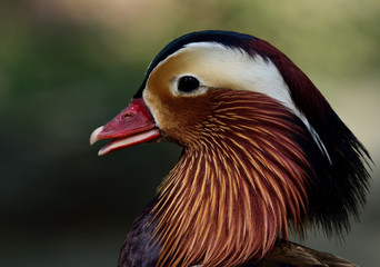 Face of Mandarin duck (aix galericulata) the exotic and colorful