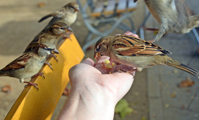 Cheeky sparrows eating out of the palm of your hand