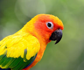 Face shot of Sun Conure or Sun Parakeet (Aratinga solstitialis)